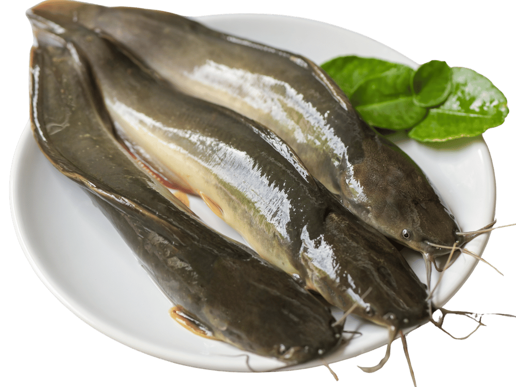 IKAN LELE, KEMBUNG, TONGKOL